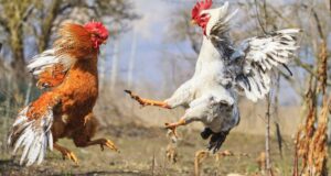 SEC CFTC Crypto - a cockfight over crypto regulation