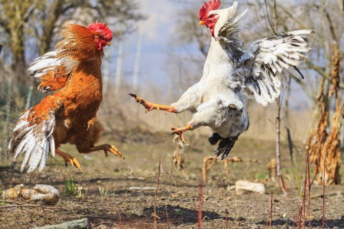 SEC-CFTC-Crypto-Regulation SEC CFTC Crypto - a cockfight over crypto regulation