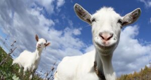 GOAT meme coin surged 8,000% after an AI bot endorsement.